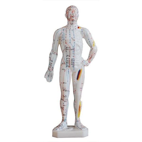 Acupuncture Model Of Human Body 10 /M-25