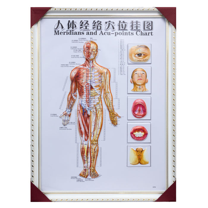G-01A Framed Chinese Acupuncture and Meridians Chart - Acubest