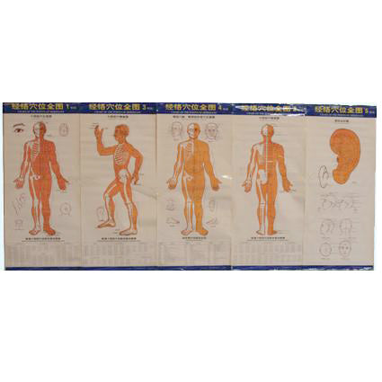 G-02A Acupuncture Body Chart - Acubest