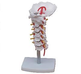 Cervical Vertebral Column with Neck Artery / M-33 - Acubest