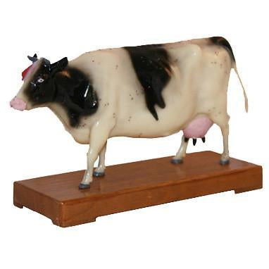Acupuncture animal model-Cow / M-10 - Acubest