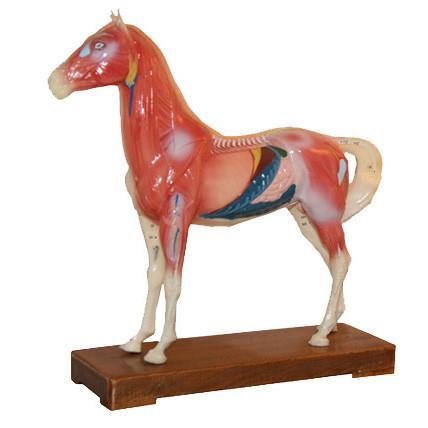Acupuncture animal model-Horse / M-13 - Acubest