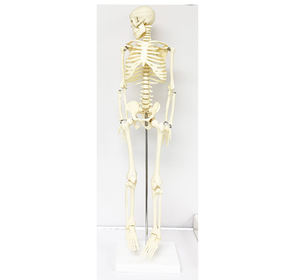 Skeleton Model 85cm/ M-15 - Acubest