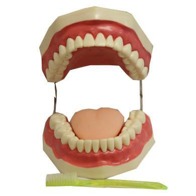 M-16 Dental Care Model - Acubest