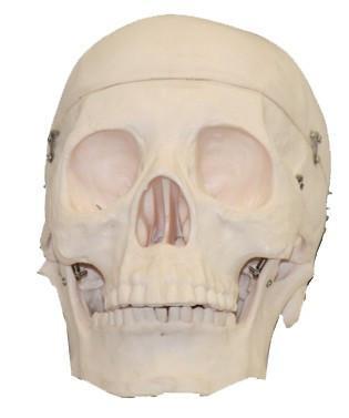 Skull Model / M-17 - Acubest