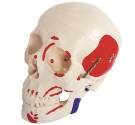 SKULL MODEL WITH PAINTED MUSCLES / M-17A - Acubest