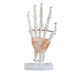 Hand Joint Model with Ligaments / M-31 - Acubest