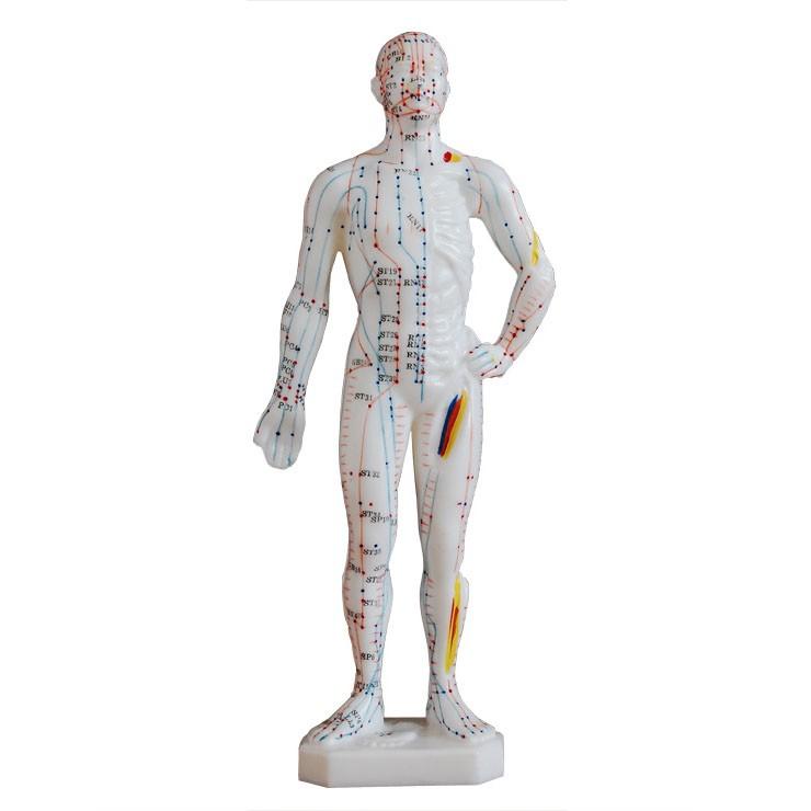 Acupuncture Model Of Human Body 10" /M-25 - Acubest