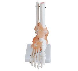 Foot Joint Model with Ligaments / M-30 - Acubest