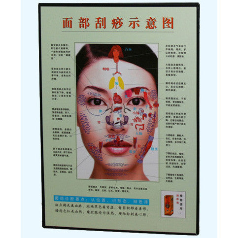 G-06A3 Acupuncture Face Chart - Acubest