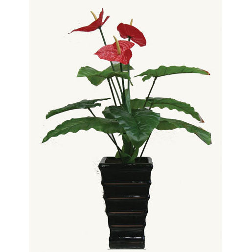anthurium height Anthurium / HF095-1