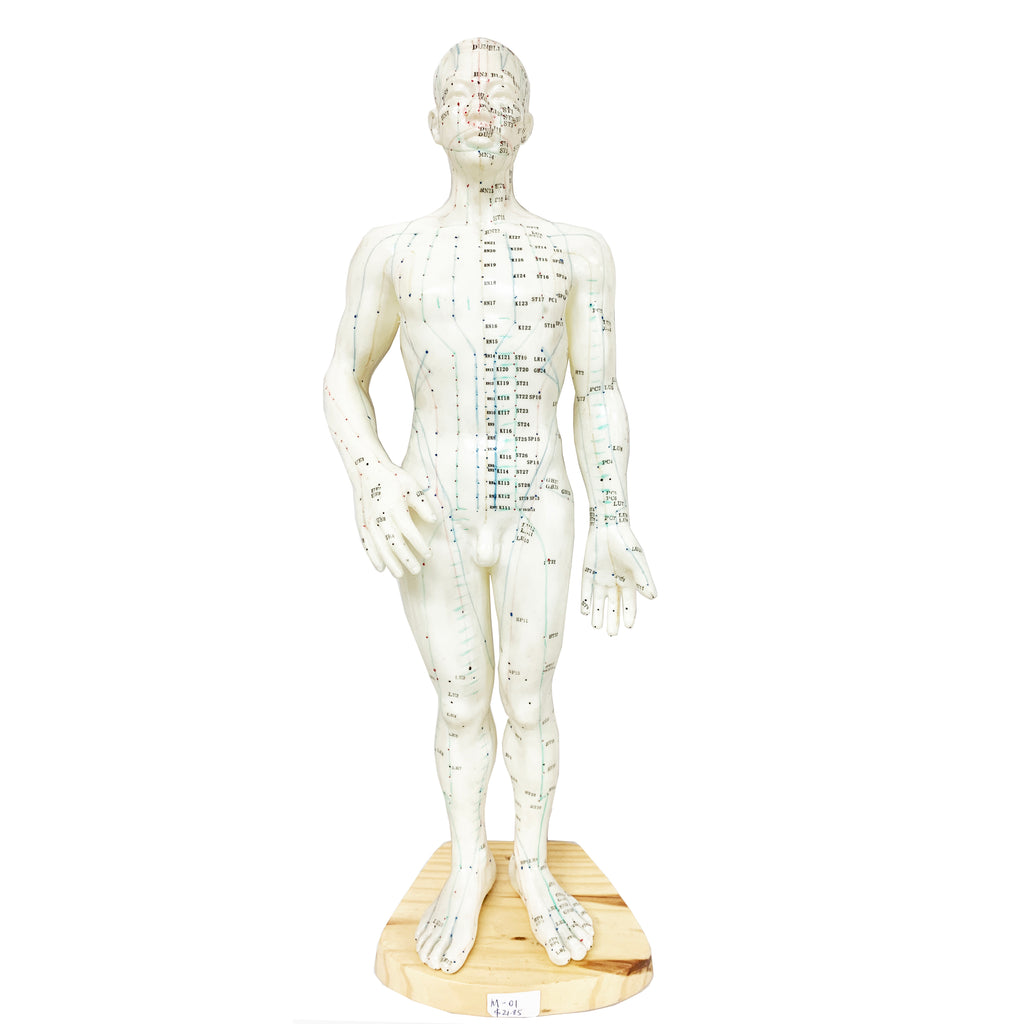 Acupuncture Male Model 20" (50cm) / M-01 - Acubest