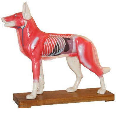 Acupuncture animal model-Dog / M-11 - Acubest