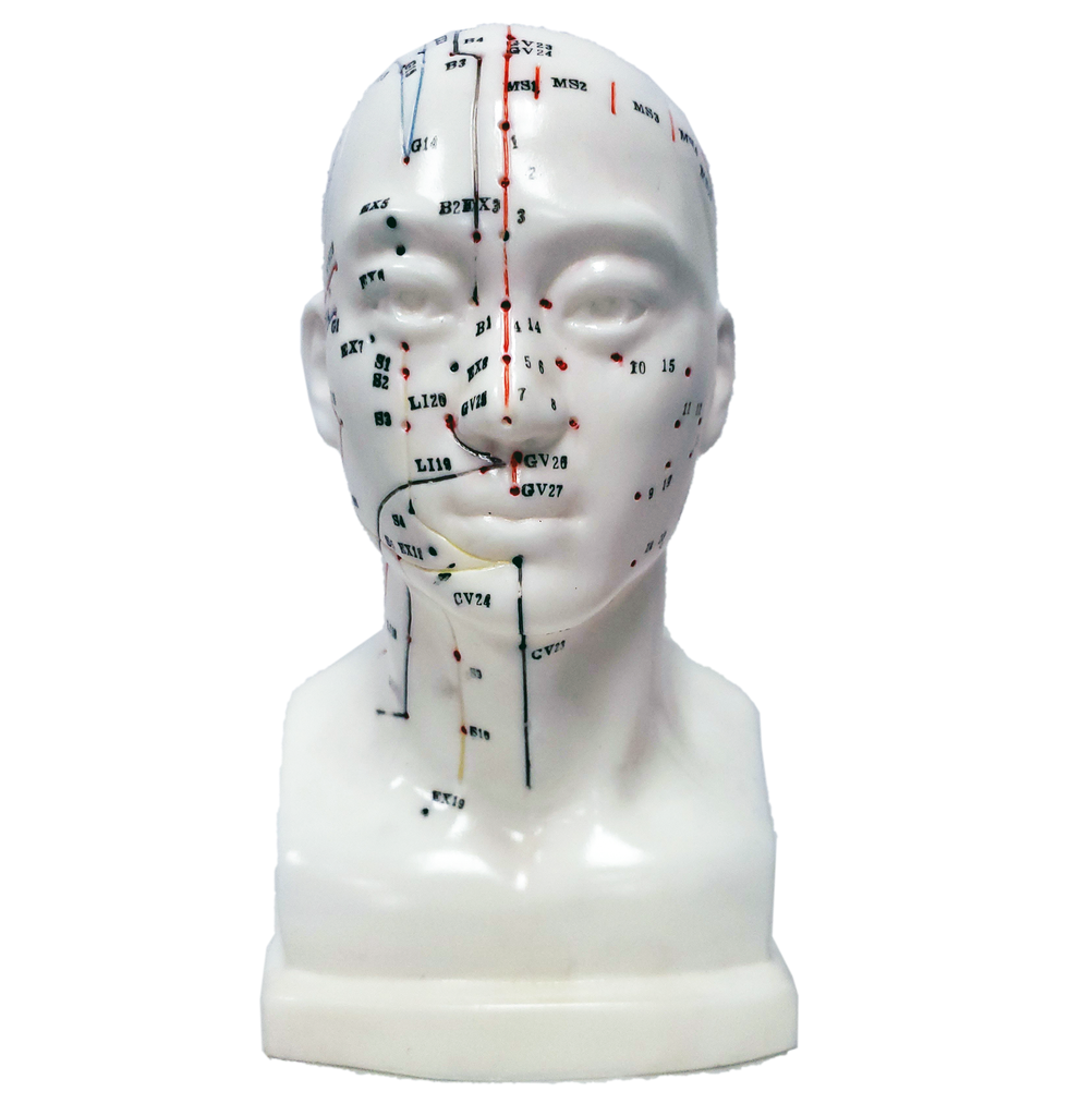 Acupuncture Head Model 20cm/ M-03 - Acubest