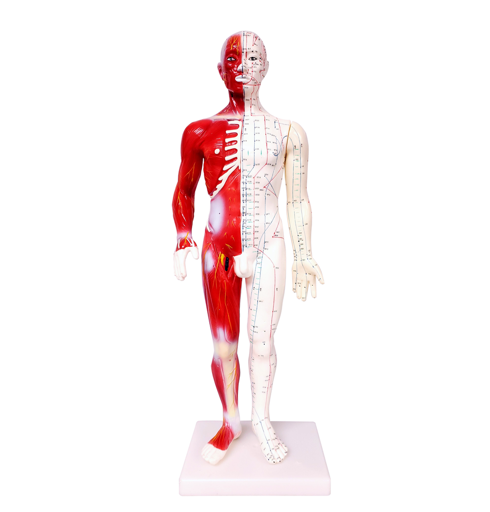 Acupuncture Model Of Human Body 24" /M-08C - Acubest